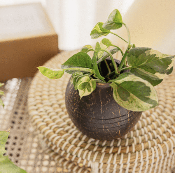 Table Planter – Dark Brown Coconut Shell Pot
